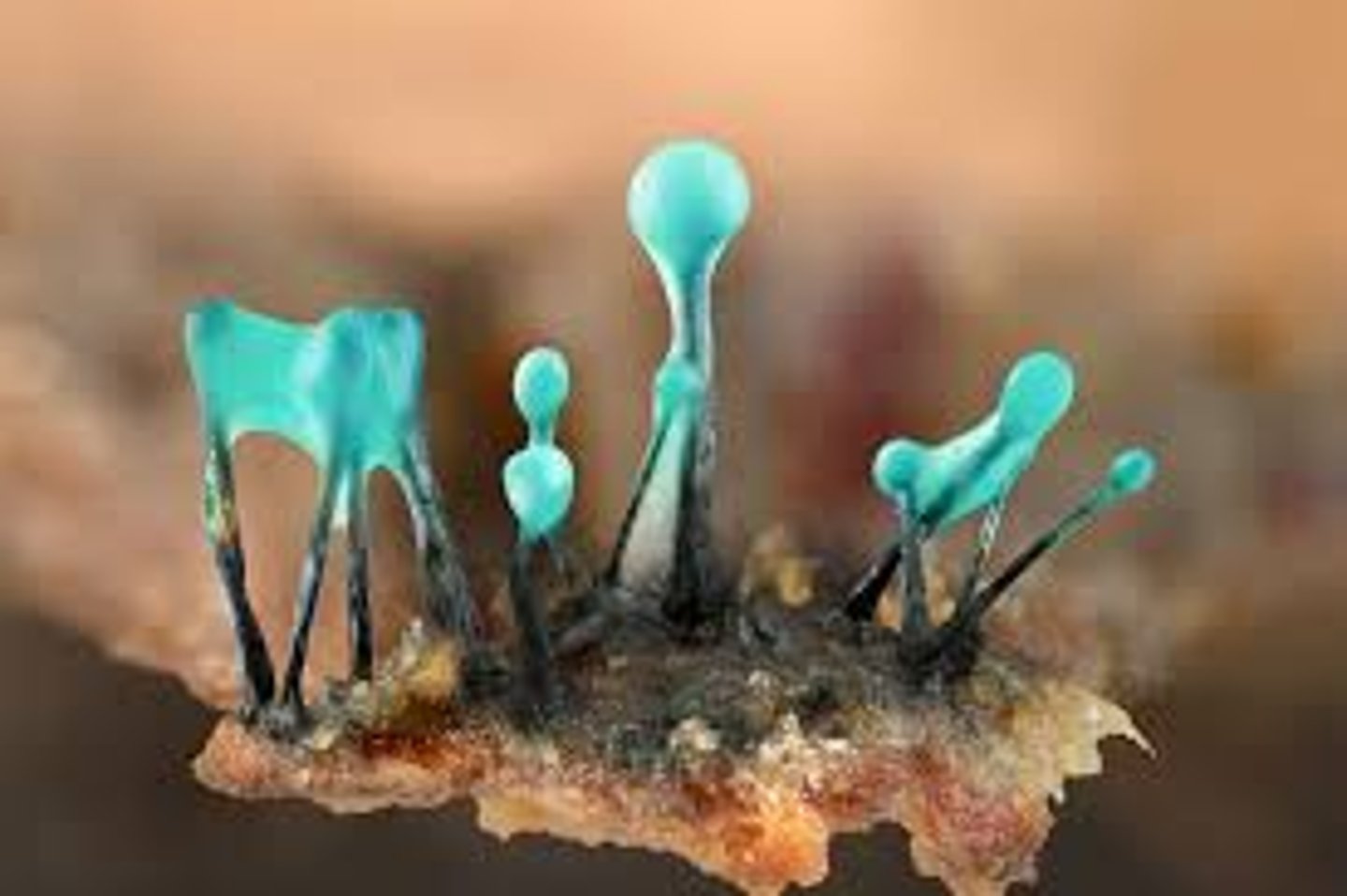 <p>drzewosztywka szmaragdowa -</p>