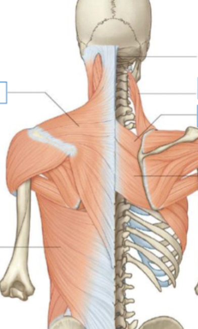 <p>extrinsic muscles of back </p>