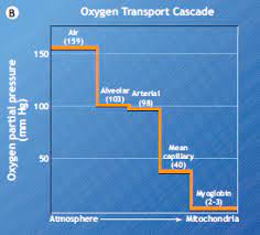 <p>Oxygen transport cascade</p>