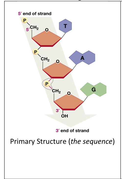 What bonds hold together the single sequence of DNA?