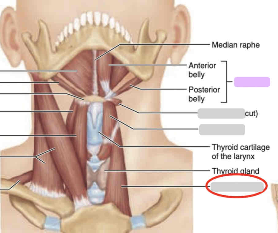 <p>Anterior neck (deep)</p>