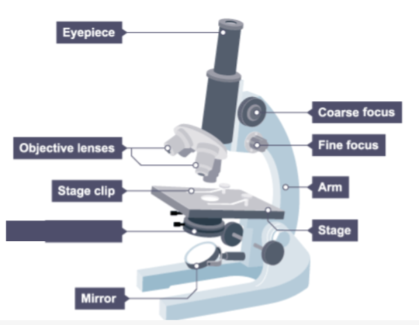 <p>Name the missing label on the microscope.</p>