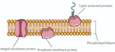 <p>proteins that are not embedded into the lipid bilayer</p><p>loosely bonded to the surface</p>