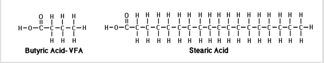 <p>Long carbon chains with a methyl group (CH3) at one end and a carboxyl group (COOH) at the other.</p>