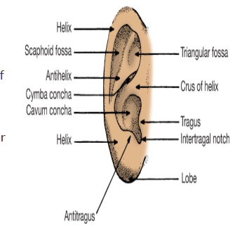 <ul><li><p>Helps localize the sources of sounds that come from in front of, behind, below, and above the head</p></li><li><p>Helps funnel sounds directed to it from the surrounding air into the opening of the ear canal</p></li><li><p>Delivers high-frequency sounds better</p></li><li><p>Made entirely of cartilage</p></li><li><p>Ear lob = lobule</p></li><li><p>Helix</p></li><li><p>Antitragus</p></li><li><p>Antihelix</p></li><li><p>Tragus</p></li><li><p>Concha</p></li></ul><p></p>