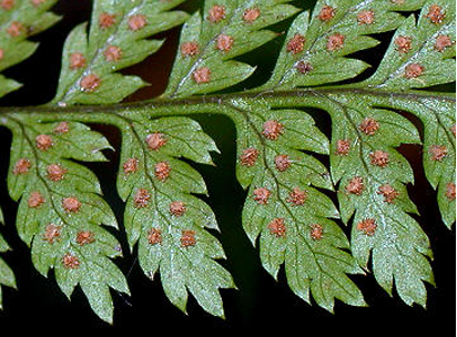 <p>Identify</p>