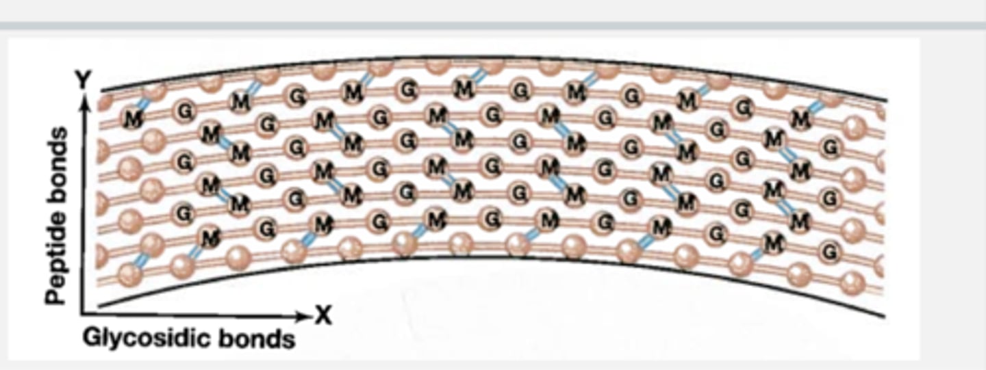 <p>peptide bonds move out (protrude the cell wall vetically) while glycosidic bonds extend the length of the cell wall horizontally</p>
