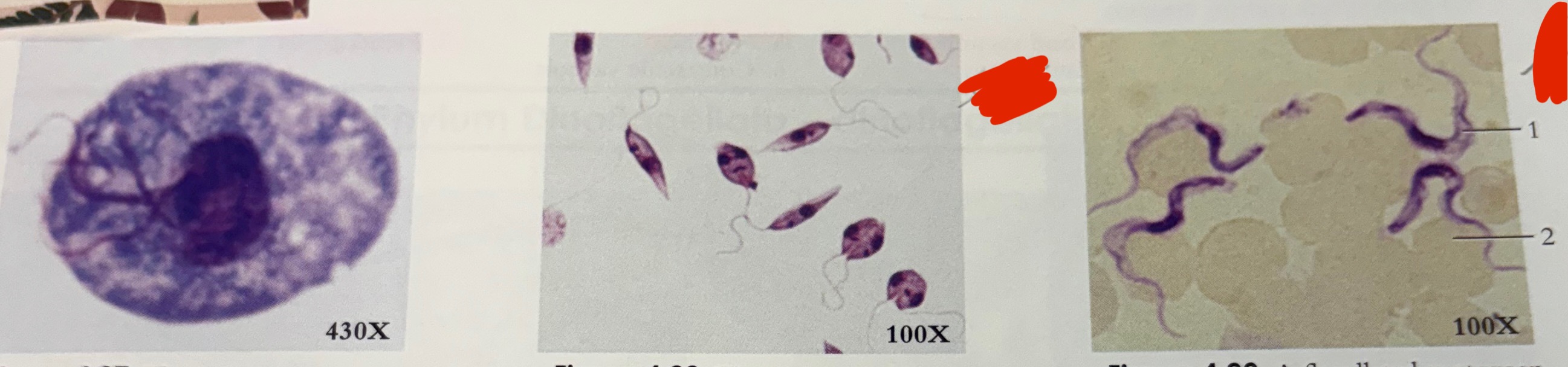 <p>What phylum are these</p>
