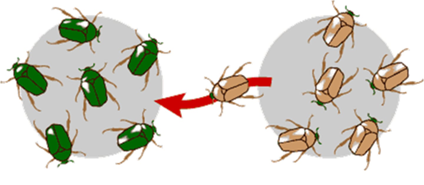 <p>When a population gains or loses alleles., movement of alleles into or out of a population due to the migration of individuals to or from the population.</p>