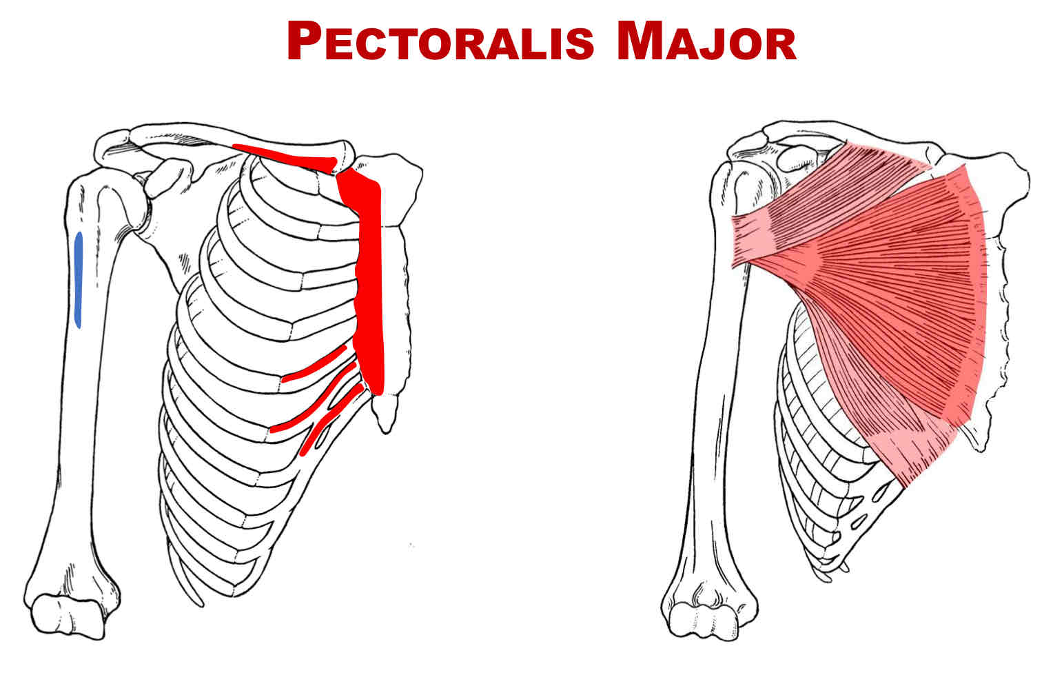 <p>Actions of Pectoralis Major Sternal Head</p>