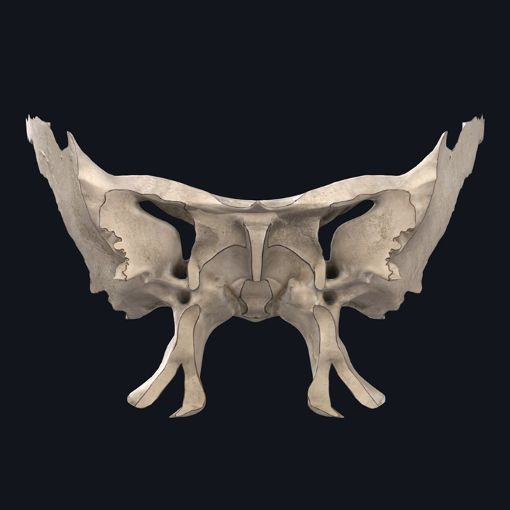 Bat