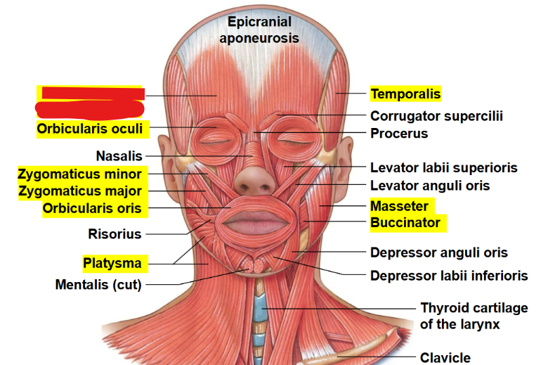 <p>What muscle is this?</p>