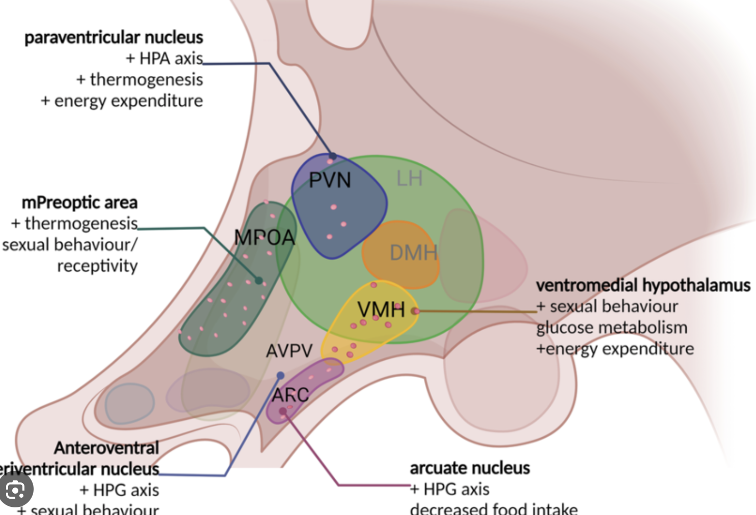 <ul><li><p>Increasing estrogen from follicles acts on AVPV</p></li><li><p>In AVPV kisspeptin neurons are activated</p></li><li><p>Kisspeptin neurons activate GnRH in POA</p></li><li><p>GnRH produces LH</p></li><li><p>LH stimulates more estrogen</p><p></p></li></ul><p></p>