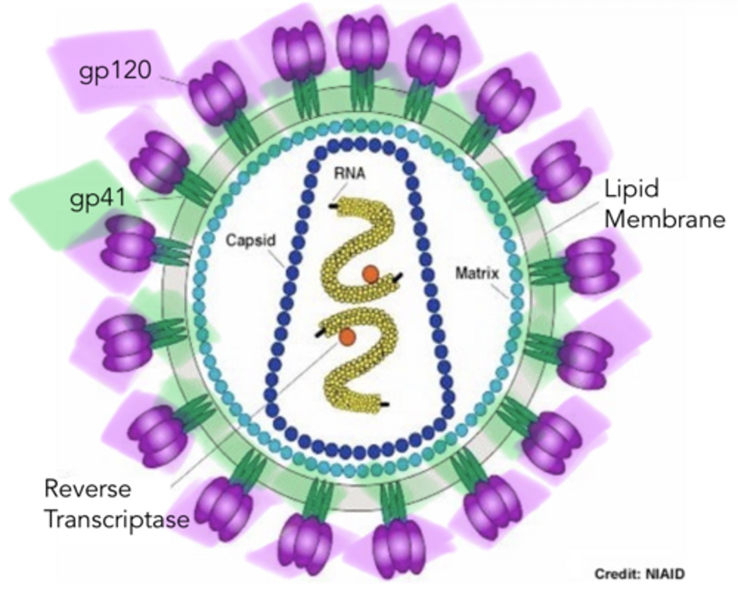 <p>HIV Structure</p><p>-envelope is first made as gp160 and then cleaved into ___ and ___</p>
