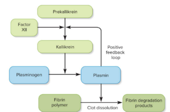 <p>break down of a clot, factor XII forms kallikrein enzyme which makes plasmin to dissolve the fibrin holding the clot</p>
