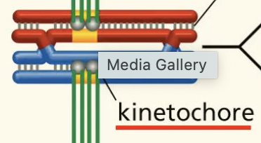 <p>proteins that connect spindle fibres to chromo’s centromeres. </p>
