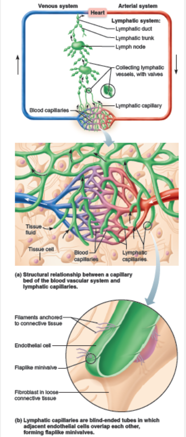<p><span><span>Lymphatic capillaries have endothelial flap valves, but blood capillaries do not.</span></span></p><ul><li><p><span style="background-color: transparent; line-height: inherit; font-size: medium;"><span>The endothelial cells forming the walls of lymphatic capillaries are not tightly joined. Instead, the edges of adjacent cells overlap each other loosely, forming easily opened, flaplike </span></span><em>minivalves </em><span style="background-color: transparent; line-height: inherit; font-size: medium;"><span>(figure below). </span></span></p></li></ul><p></p>