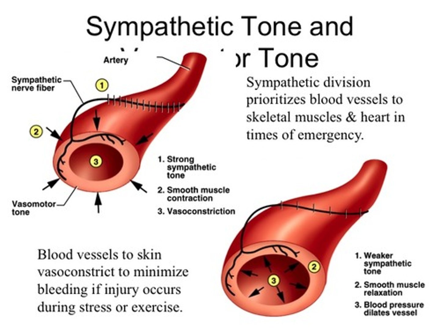 <p>1) Controls BP and keeps the blood vessels in a continual state of partial constriction</p><p>2) This sympathetic tone (vasomotor tone) next card info</p><p>3)Alpha-blocker drugs interfere with vasomotor fibers and are used to treat hypertension</p>