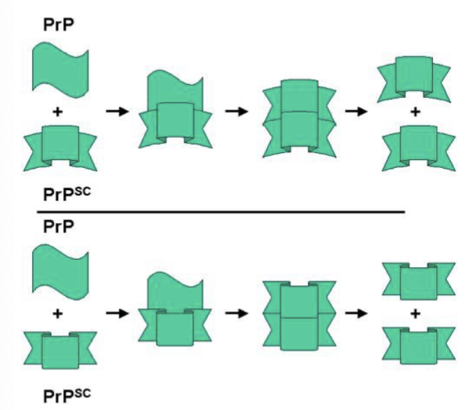 <p>different mutations within Prp will convert the normal conformation into <strong>unique structural forms of PrpSC, </strong>initiated in different locations in the brain</p>