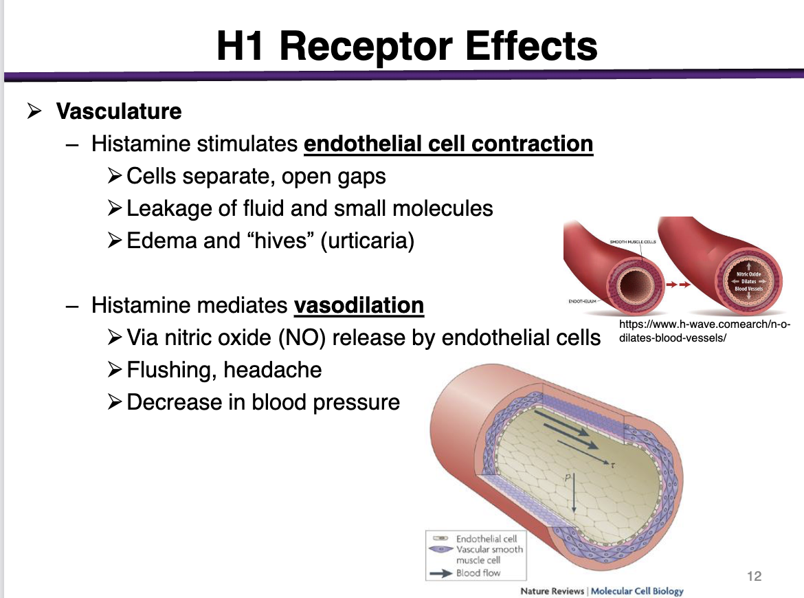 <p><strong>ON THE LEVEL OF ENDOTHELIAL CELLS </strong></p><p>When histamine bind to receptors in the <strong>endothelial cells </strong>(closest layer to systemic circulation) </p><p></p><p>The endothelial cells will <strong>contract</strong></p><p></p><p>Allows for the leakage for the inflammatory mediators (Like Nitric Oxide) to recruit more immune cells into the smooth muscle cells </p><p></p><p>Histamine <strong><u>stimulates</u> </strong>endothelial cell contraction</p><p><strong><em><u>and</u></em></strong> </p><p><strong><u>Mediates</u></strong> <strong>Vasodilation</strong> </p>