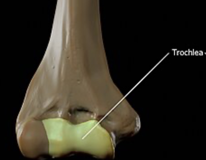 <p>Smooth, grooved articular process shaped like a pulley</p>