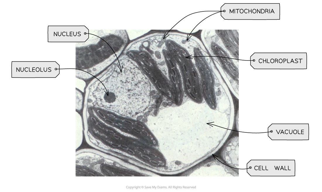 <p>Contains chromosomes made of DNA bound to histones and controls gene expression</p>