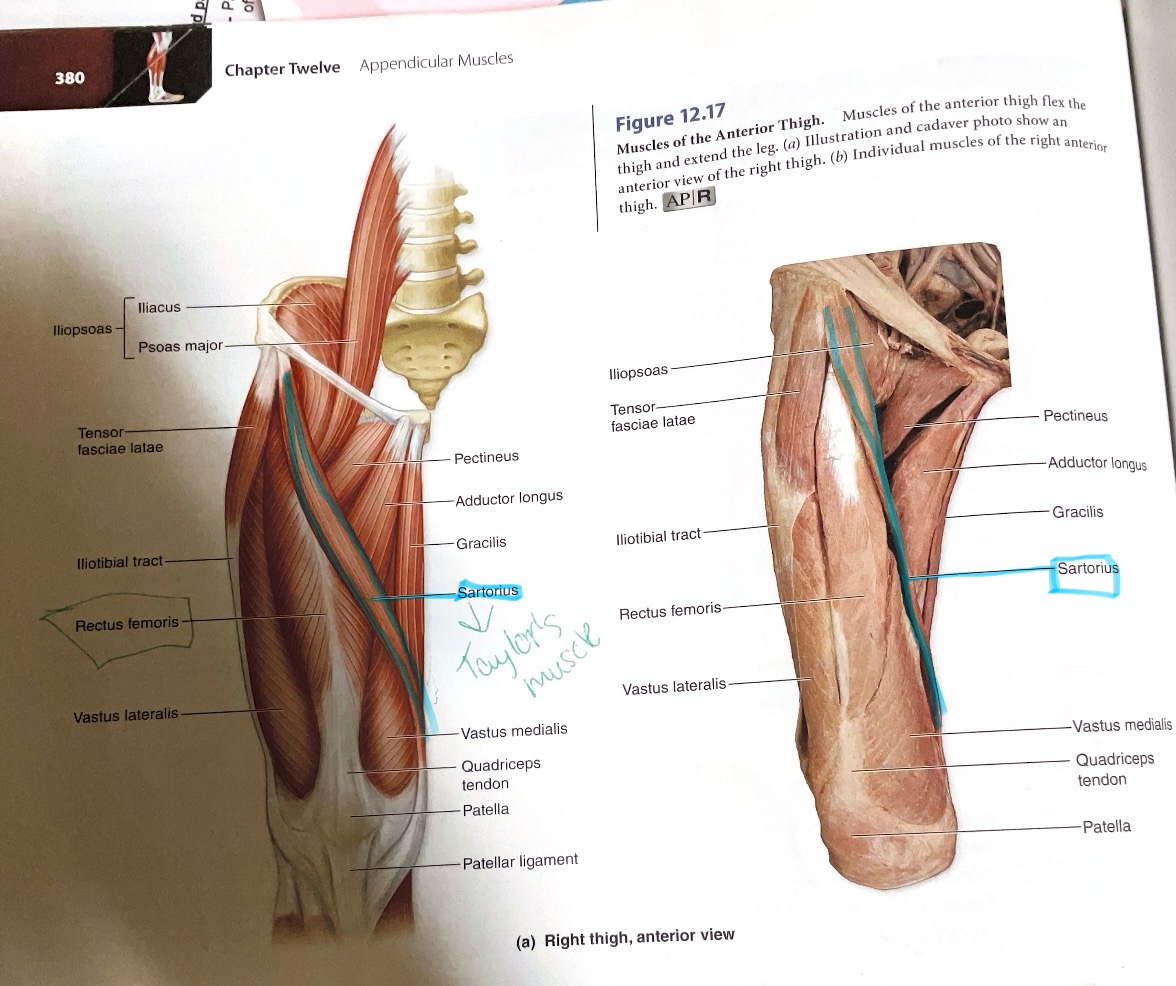 <p>Action: Flex, laterally rotate hip; flex knee</p>