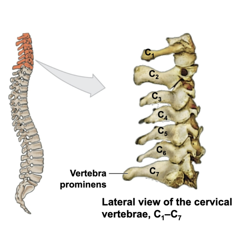 <p>C3-C7 have most movement- Vertebral prominens (c7): long prominent spinous process)</p>