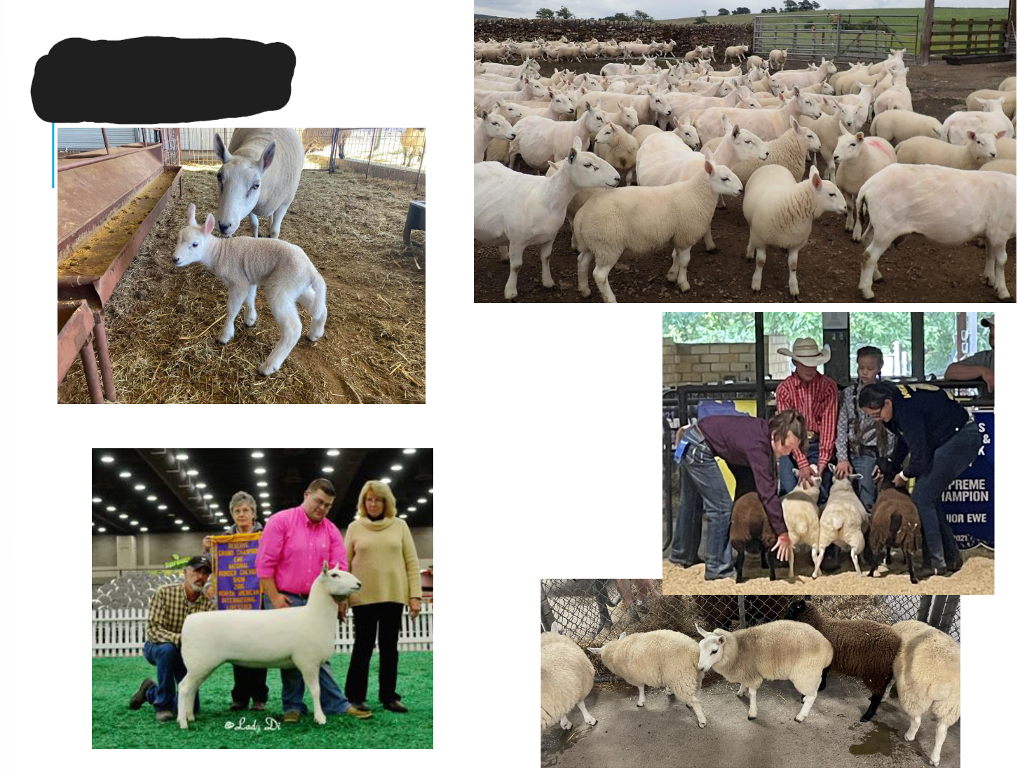 <p>White colored</p><p>White face and legs</p><p>Black nose and hooves</p><p>Very erect ears</p>