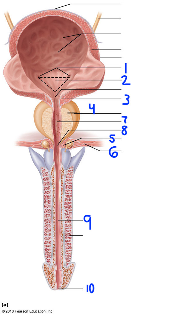 <p>3</p>