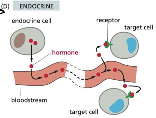 <p>hormones are secreted through the blood stream to impact cells all across the body</p>