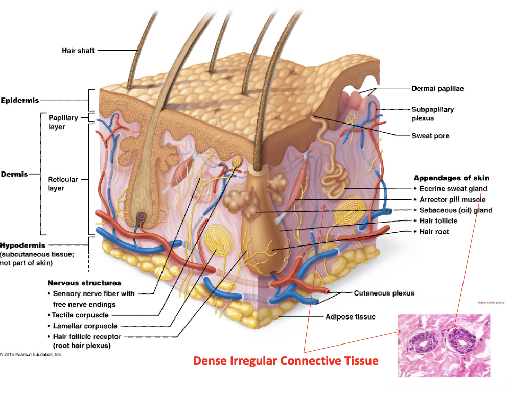 <p>One of two distinct skin regions that’s composed of epithelium</p>
