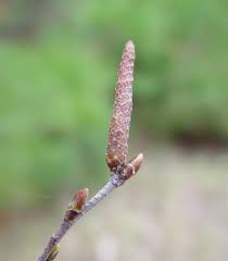 single, deltoid shape, serrated

yellow fall color

bark doesn’t peel

stays small and likes wet soils