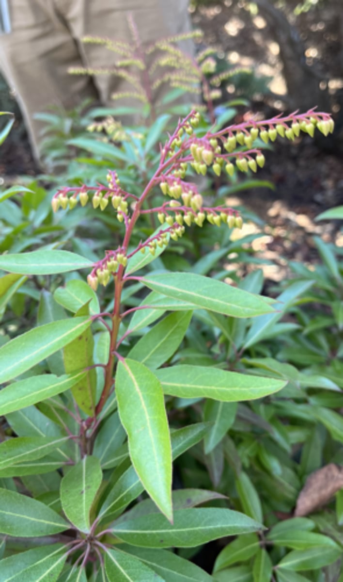 <p>upright inflorescence, only white flowers, mild cerulate leaf margin,</p>