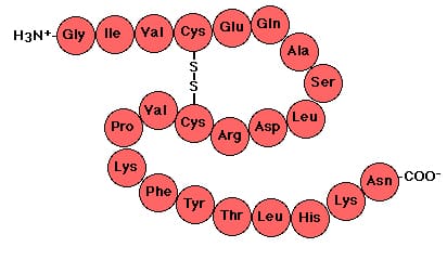 Sequence of amino acids in a polypeptide chain. Determined by DNA. Held with peptide bonds. 