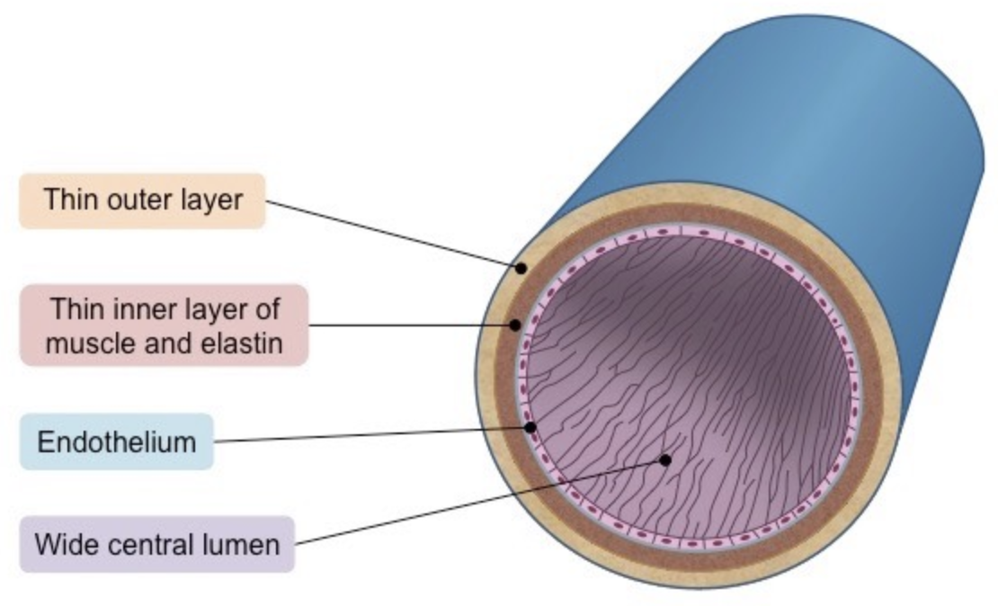 <ul><li><p>very wide lumen relative to wall thickness to maximize blood flow for effective return</p></li><li><p>thin wall with less muscle and elastic fibers because blood is at low temperature</p></li><li><p>valves to prevent backflow and stop the blood from pooling at lowest extremities</p></li></ul>