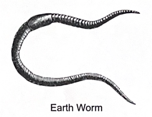 <p>earth worm SP</p>