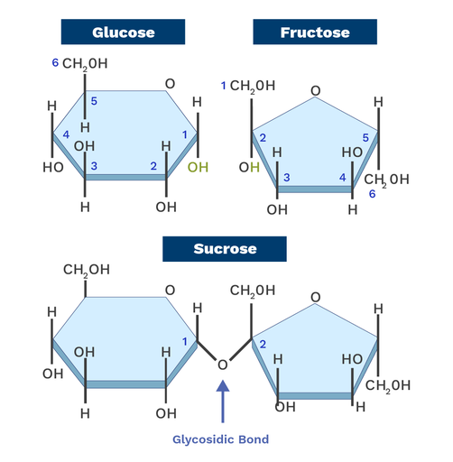 <p><strong>Elements:</strong> Carbon, Hydrogen, Oxygen</p><p><strong>Monomer</strong>: Monsaccharides</p><p><strong>Common types: </strong>monosaccharides (glucose, fructosem, galactose), disaccharides (Lactose), polysaccharides (starch, glycogen, chitin)</p><p><strong>Primary function:</strong> Short term energy storage and structural support</p><p><strong>Bond: </strong>Glycosidic linkage</p>