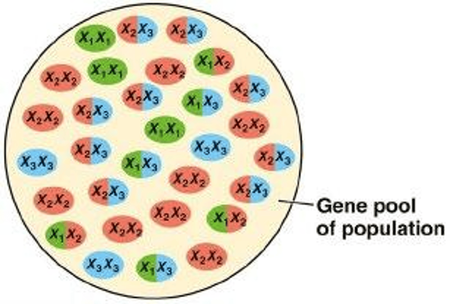 <p>All gene copies at all gene loci in all individuals in the population.</p>