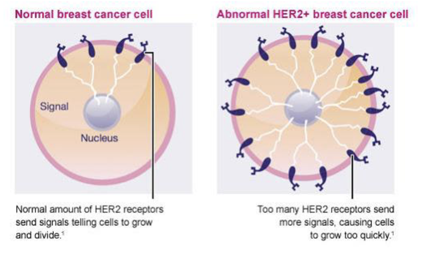 <p>used to measure agressive brest cancer </p><p></p><p>alot = more agressive </p>