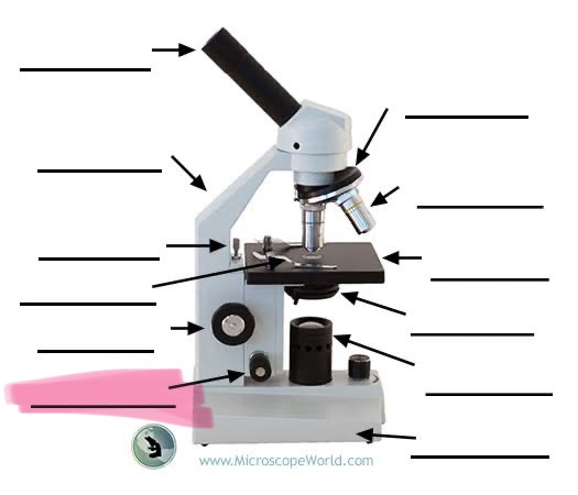 <p>label the highlighted </p>