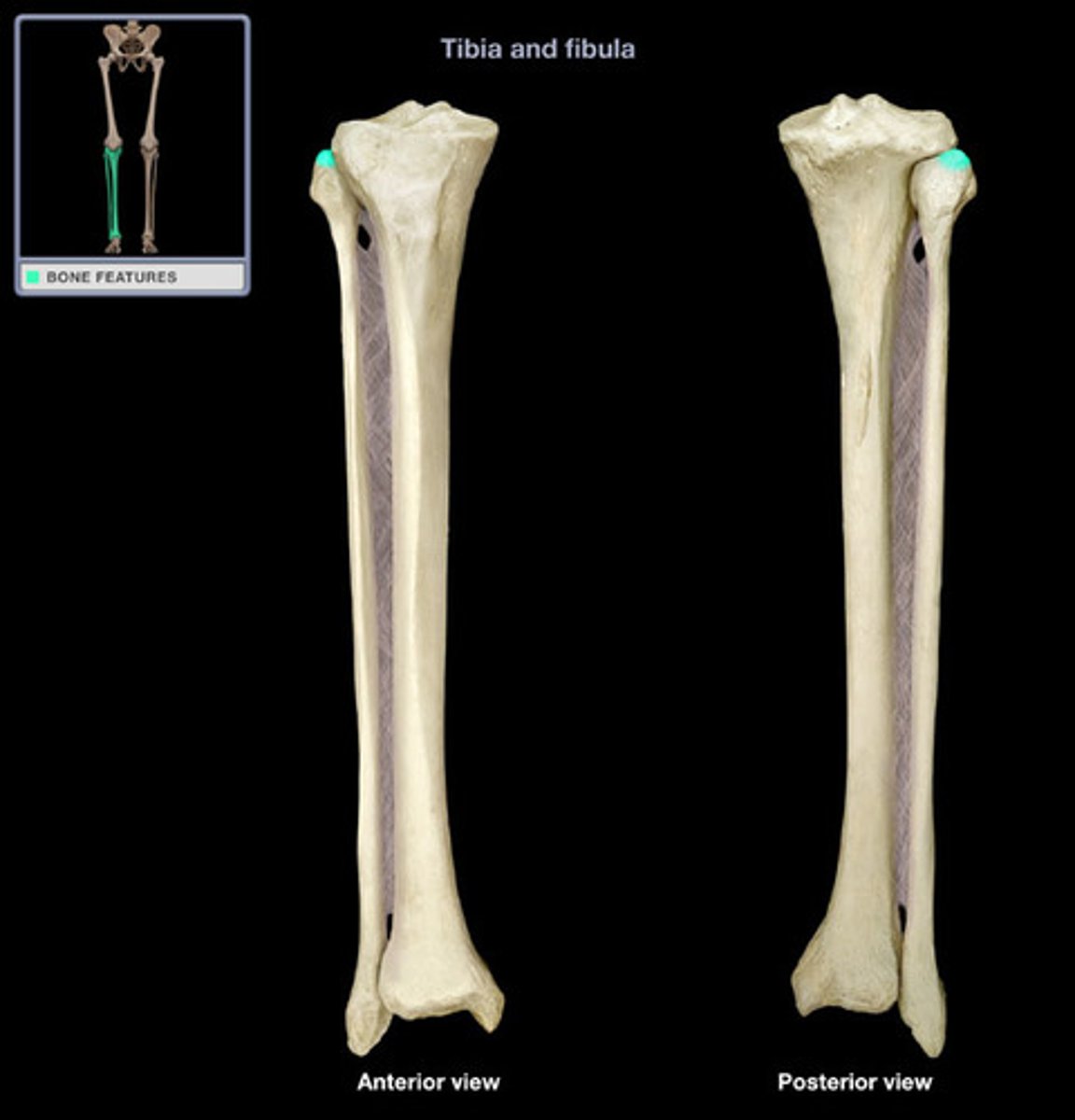 <p>apex or styloid process</p>