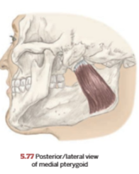 <p>Medial Pterygoid</p>