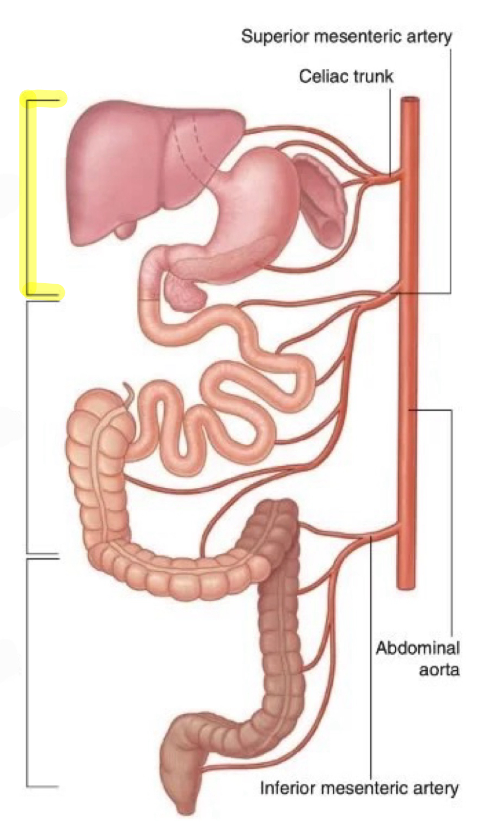 <p>identify the highlighted compartment</p>