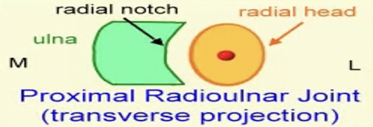 <p>A. Posterior glide of the radial head</p><p>RATIONALE: <span style="background-color: transparent;"><span>An Anterior glide of the radial head is used to improve forearm Supination at the proximal radioulnar joint. </span></span></p><p><span style="background-color: transparent;"><span>A posterior glide of the radial head is used to improve forearm pronation at the proximal radioulnar joint. </span></span></p><p><span style="background-color: transparent;"><span>The glide is given to the moving bone, which is the radius. The mnemonic to recall this is Proximal Radioulnar Joint: “PPP” → Proximal, Pronation and Posterior glide</span></span></p>