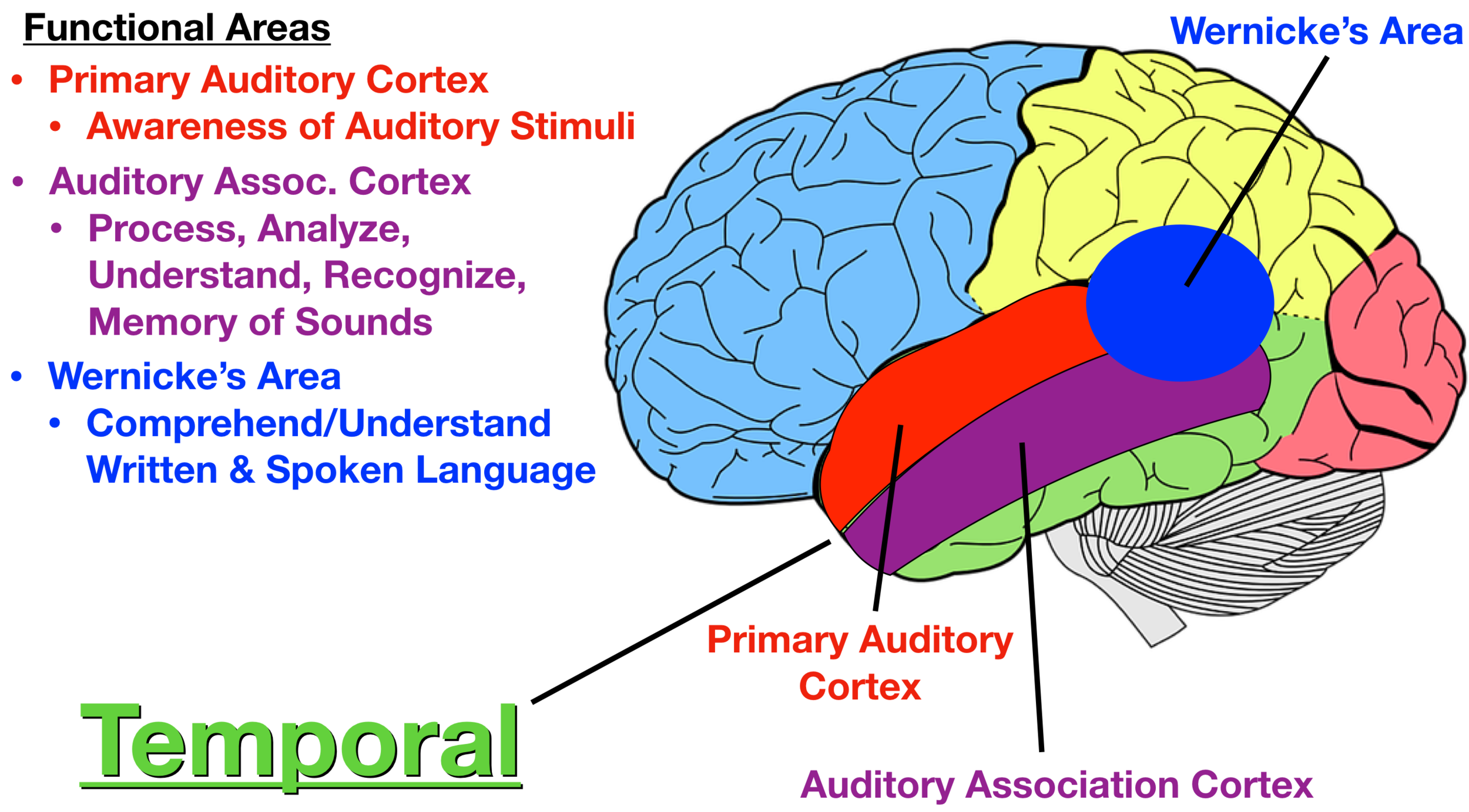 <p>language impairment cause by damage to broca’s area (impairing speaking) or wernicke’s area (impairing understanding)</p>