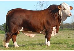 Composite breed

Origin: US (Adams Ranch) \n Color: “tiger striped” white face and red 

5/8 Hereford 3/8 brahman

“most productive females”

Less susceptible to cancer eye