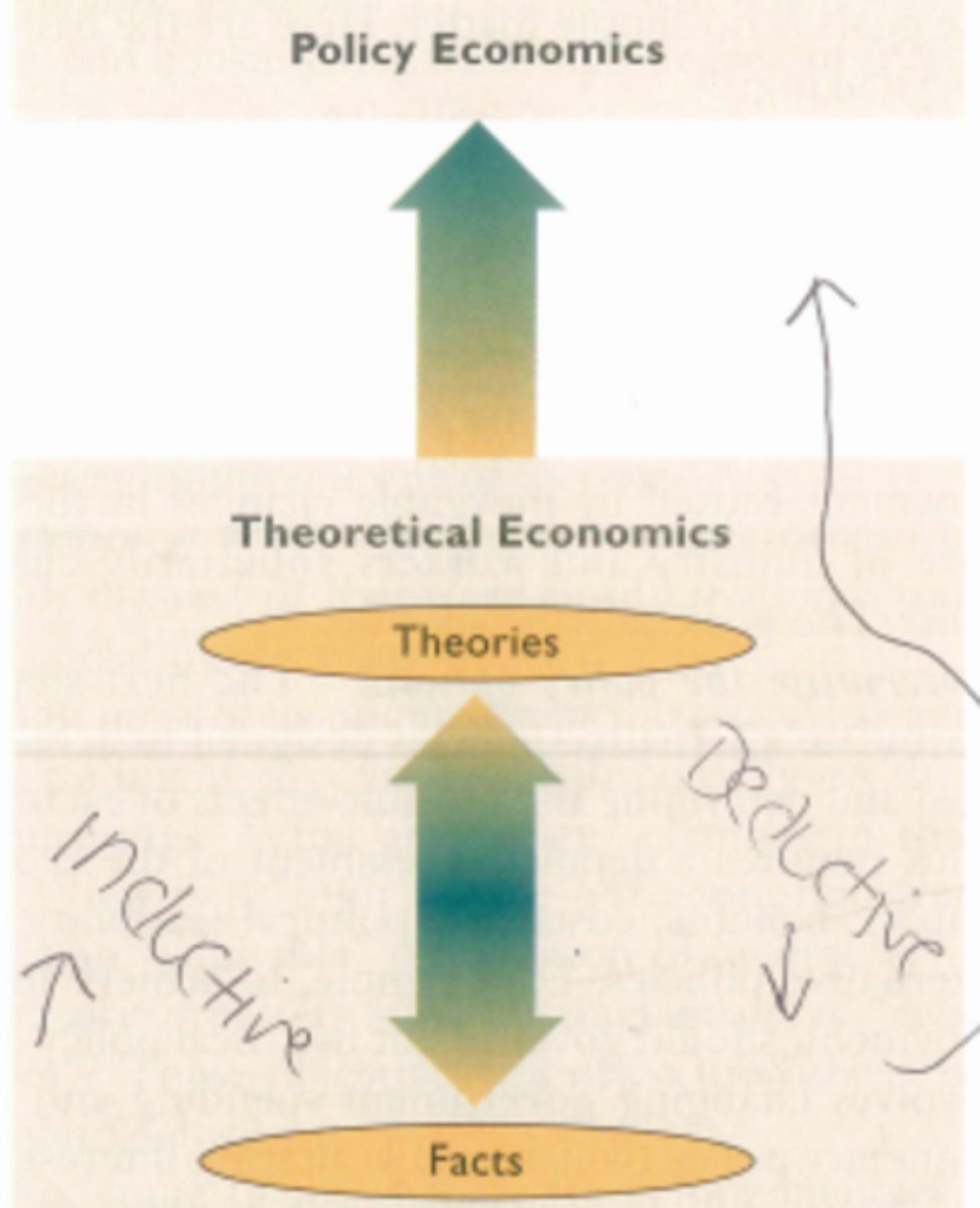 <p>economists use the scientific method to make generalizations and abstractions to develop theories</p>