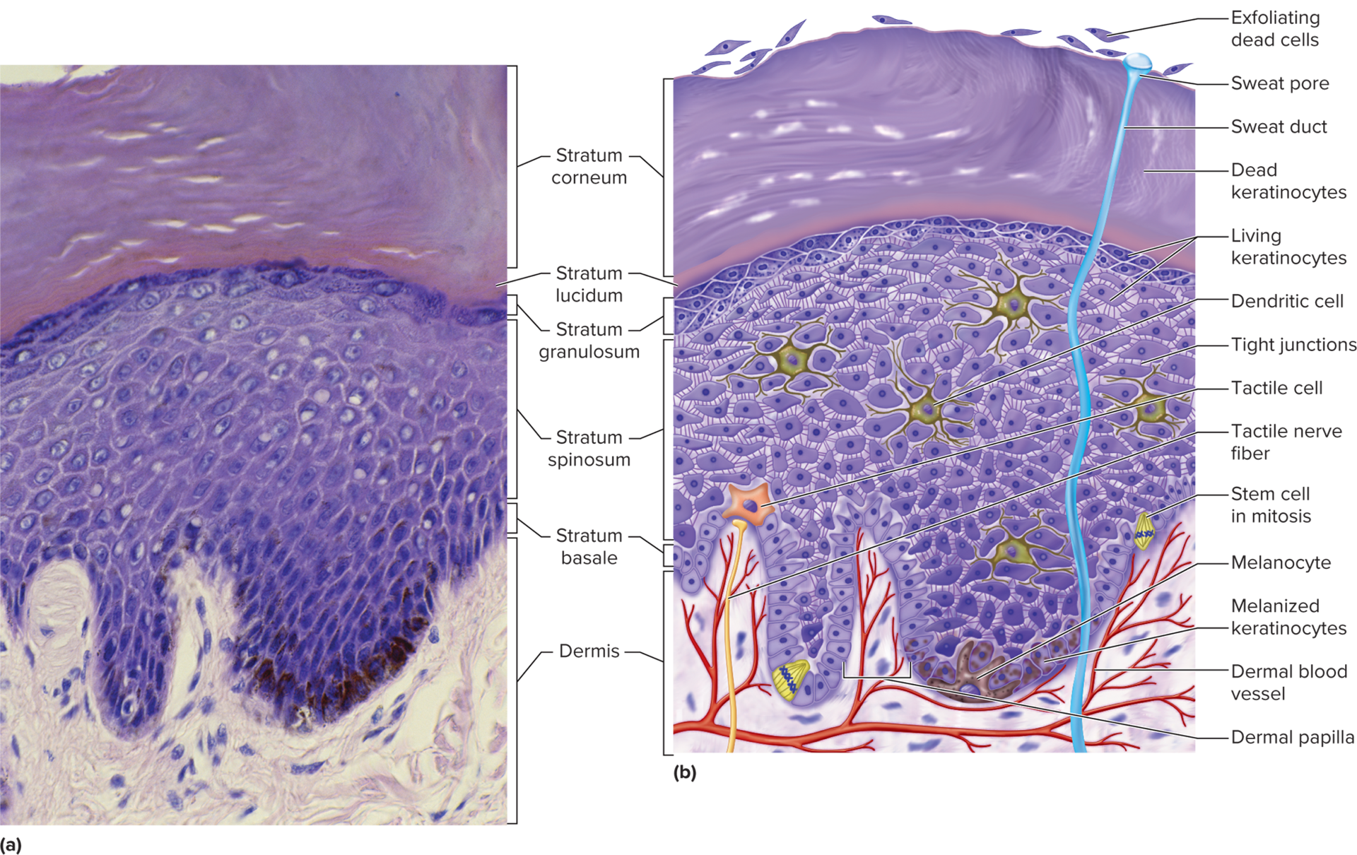 <p>list the epidermis cells  </p>