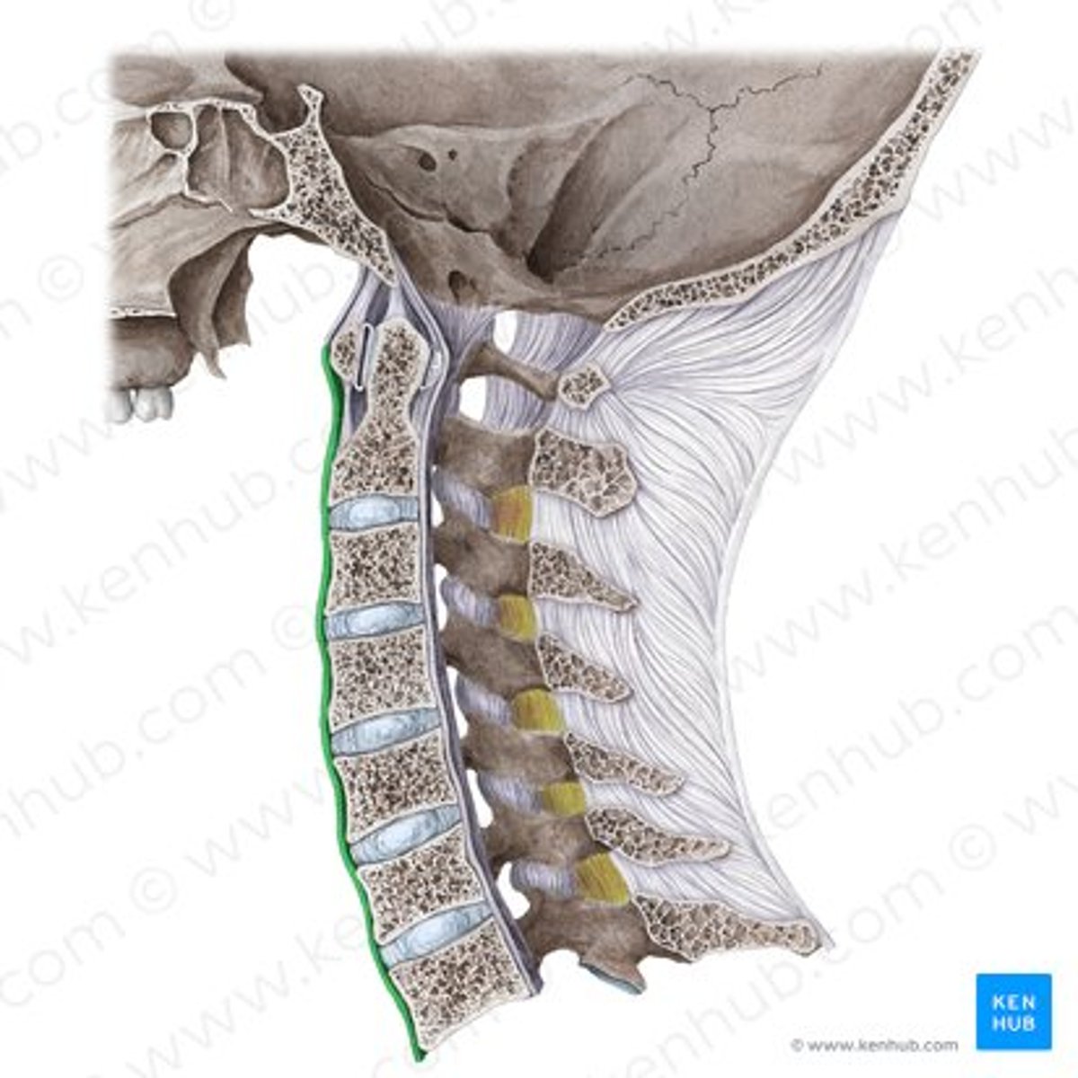 <p>Location</p><p>• It's superior attachment is on the base of the skull. </p><p>• It travels inferiorly on the anterior aspect of the spine, attaching to vertebral bodies and discs along the way.</p><p>• It's inferior attachment is on the anterior surface of the Sacrum</p><p>Responsibility</p><p>• Prevents hyperextension of the vertebral column</p><p>• Strong and broad fibrous band</p>